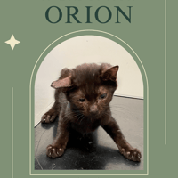 Orion, chat à adopter