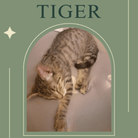 Tiger, chat à adopter