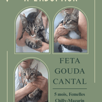 Feta / Gouda / Cantal, chatte à adopter