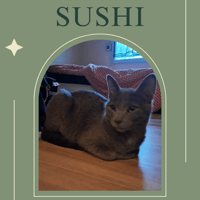 Sushi, chat à adopter