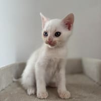 SAPHIR, chat à adopter