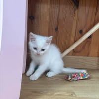 OPAL, chat à adopter