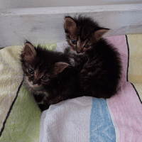 VENUS ET SHADOW, chat à adopter