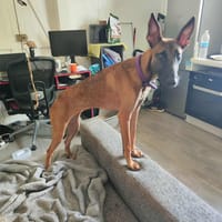La dynamique SANEKA !, chienne à adopter