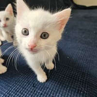 TOMMY, chat à adopter