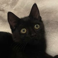 Ortensia, chatte à adopter