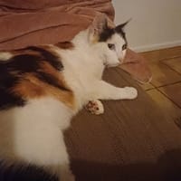 Biscotte, chatte à adopter