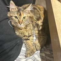 Goldie, chatte à adopter