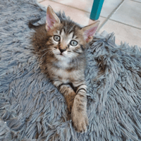GIZMO, chat à adopter