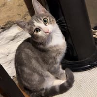 KIWI, chatte à adopter