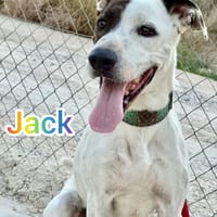 JACK, chien à adopter
