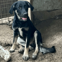 Iancu, chien à adopter