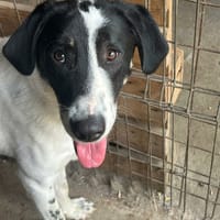 Loupio, chien à adopter