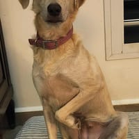 Suzie la douce louloute, chienne à adopter