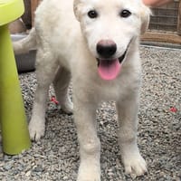 Eradia, cane femmina da adottare