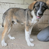 Gruia, chien à adopter