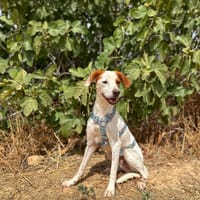 PARCHE, chien à adopter