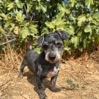 ZAREK, chien à adopter