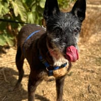 VULCAIN, chien à adopter