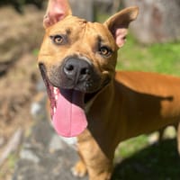 Omy, mâle croisé berger, né le 31/01/2024🐶, chien à adopter
