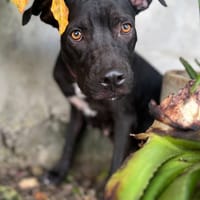 Mirabelle, femelle croisée berger, née le 15/03/2024 🐶, chienne à adopter