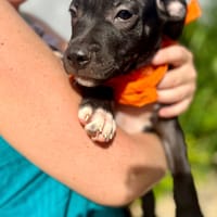 Viola, femelle croisée créole, née le 25/06/2025 🐶, chienne à adopter