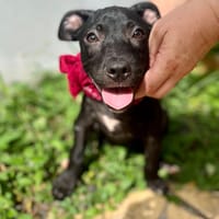 Rose, femelle croisée créole, née le 25/06/2025 🐶, chienne à adopter