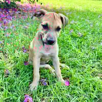 Oris, femelle croisée berger, née le 14/07/2025 🐶, chienne à adopter
