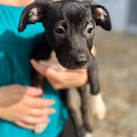 Lupin, mâle croisé créole, né le 25/06/2025 🐶, chien à adopter