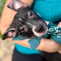 Iris, femelle croisée créole, née le 25/06/2025 🐶, chienne à adopter