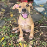 Barton, mâle croisé berger, né le 15/06/2025 🐶, chien à adopter