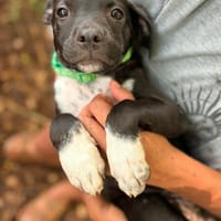 Aqua, femelle croisée berger , née le 01/07/2025 🐶, chienne à adopter