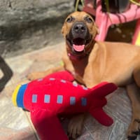 Ava, femelle, croisée berger, née le 25/04/2025, chienne à adopter