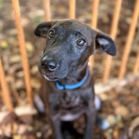 Aesa, femelle, croisée berger, née le 05/06/2025, chienne à adopter