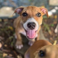 Aéla, femelle croisée berger, née le 15/06/2025 🐶, chienne à adopter