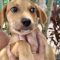 Carignan, mâle croisé berger, né le 14/07/2025 🐶, chien à adopter