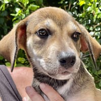 Zifandel, mâle croisé berger, né le 14/07/2025 🐶, chien à adopter