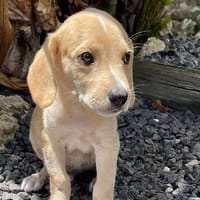 Malbec, mâle croisé berger, né le 14/07/2025 🐶, chien à adopter