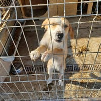 Phebe, chienne à adopter