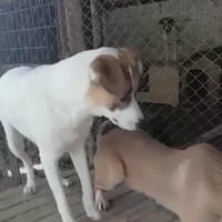 Nani, chienne à adopter