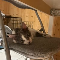 TINKY, chat à adopter