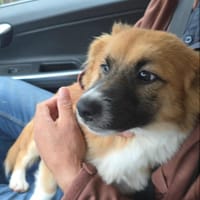 Fugazi, chien à adopter