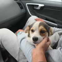 Lulu, chien à adopter