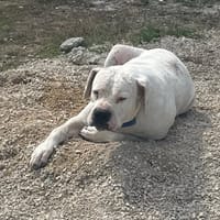 ODIN, chien à adopter