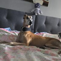 Steven, chien à adopter