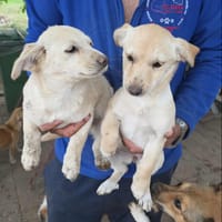 Cymande et Sunra, chienne à adopter