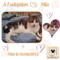 Mia, chatte à adopter