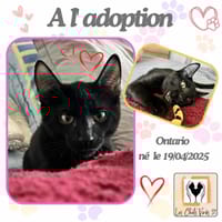 Ontario, chat à adopter