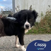 Cassy, female dog to adopt