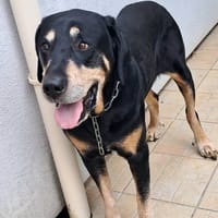 KOOKY, chien à adopter